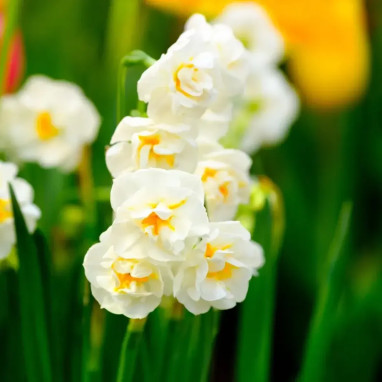 Narcisse 'The Bride' - Narcissus | Achat direct au producteur