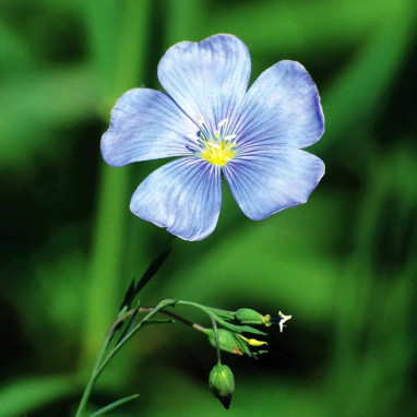 Lin vivace BIO - Linum usitatissimum | Achat direct au producteur