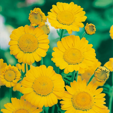 Anthemis sancti-johannis - Anthemis | Achat direct au producteur