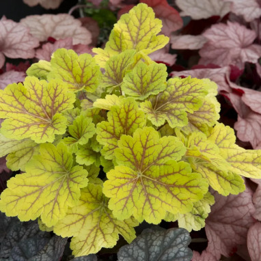 Heucherella 'Alabama Sunrise' - Heucherella | Achat direct au producteur