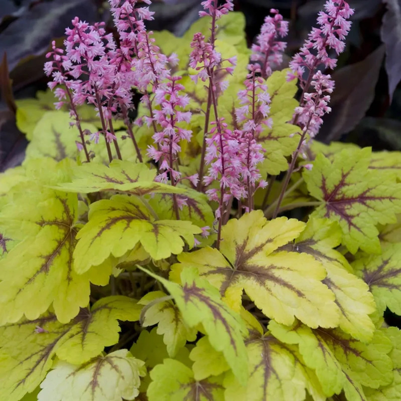 Heucherella 'Alabama Sunrise' - Heucherella | Achat direct au producteur