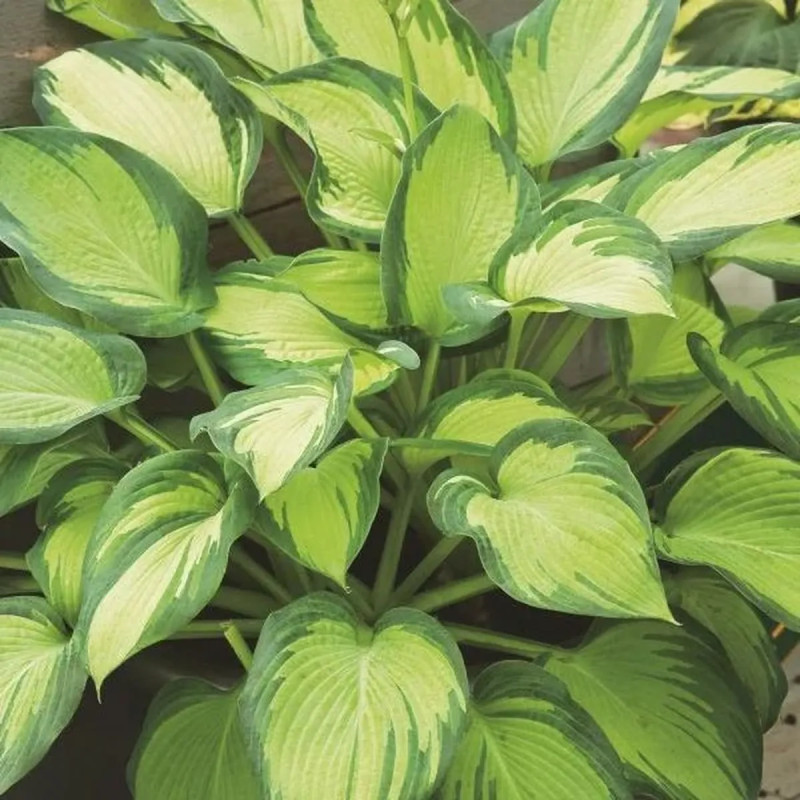 Heucherella 'Alabama Sunrise' - Heucherella | Achat direct au producteur