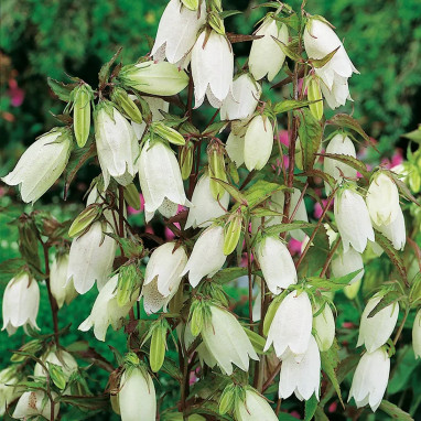 Campanula punctata 'Alba' - Campanula | Achat direct au producteur