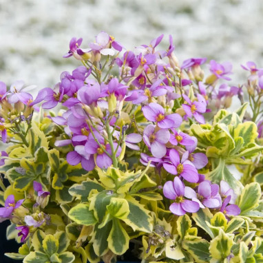 Arabis caucasica 'Douceur Angevine' - Arabis | Achat producteur