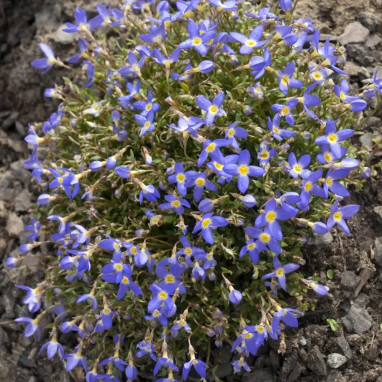 Houstonia caerulea 'Chameleon' - Houstonia | Achat producteur
