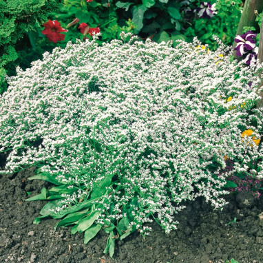 Goniolimon tataricum 'Blau Saphir' - Statice | Achat producteur