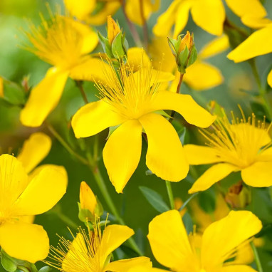 Hypericum olympicum 'Compact' - Hypericum | Achat producteur