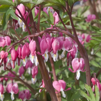 Dicentra spectabilis - Cœur-de-Marie | Achat direct au producteur