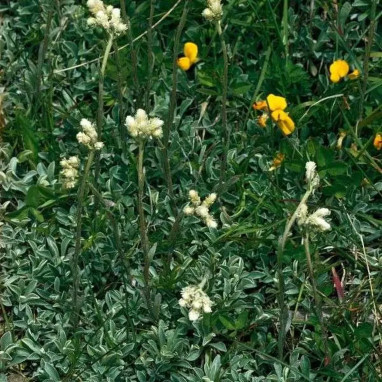 Antennaria dioica 'Rubra' - Antennaria | Achat direct producteur