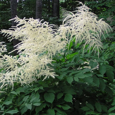 Aruncus dioicus 'Happy Spirit' - Aruncus | Achat direct au producteur