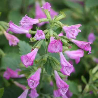 Calamintha grandiflora 'Ebony' - Drymosiphon | Achat producteur