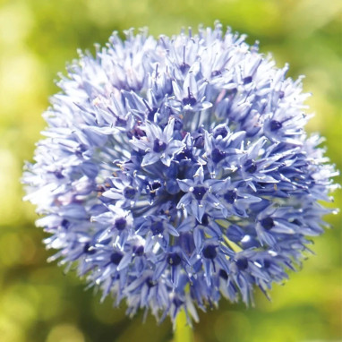 Allium caeruleum - Allium | Achat direct au producteur