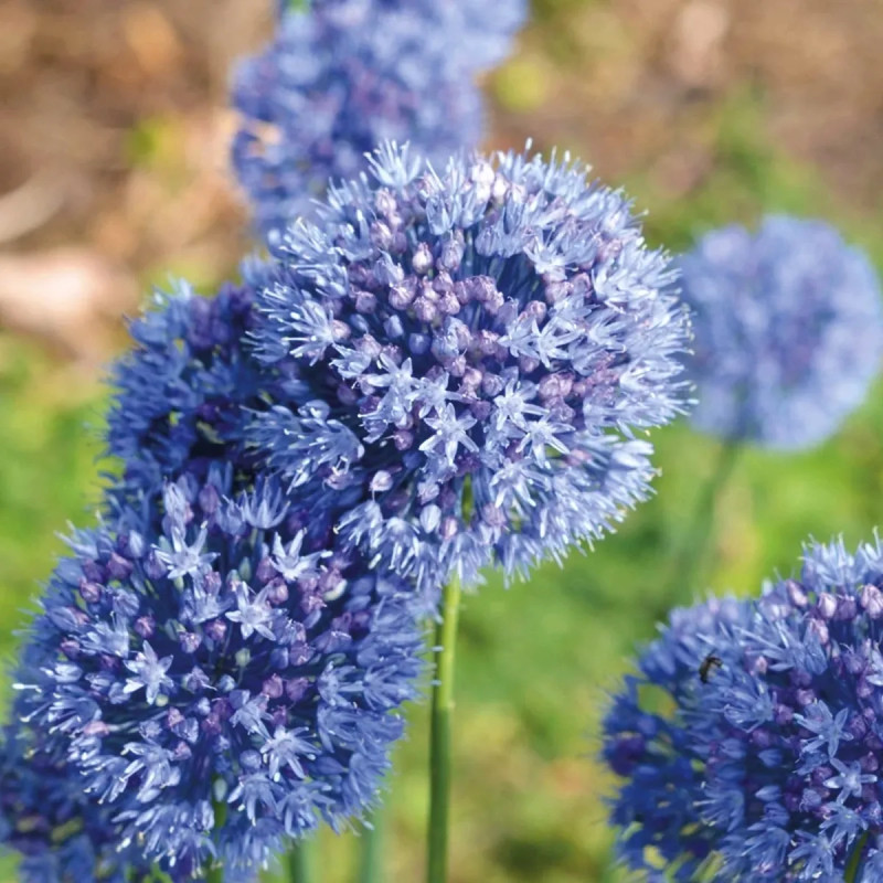 Allium caeruleum - Allium | Achat direct au producteur
