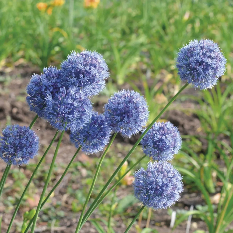 Allium caeruleum - Allium | Achat direct au producteur