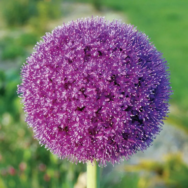 Allium Giganteum - Allium | Achat direct au producteur