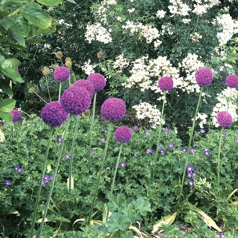 Allium Giganteum - Allium | Achat direct au producteur