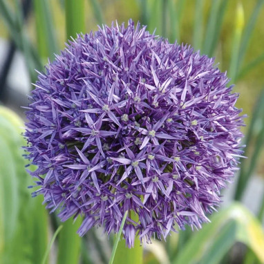 Allium Globemaster - Allium | Achat direct au producteur