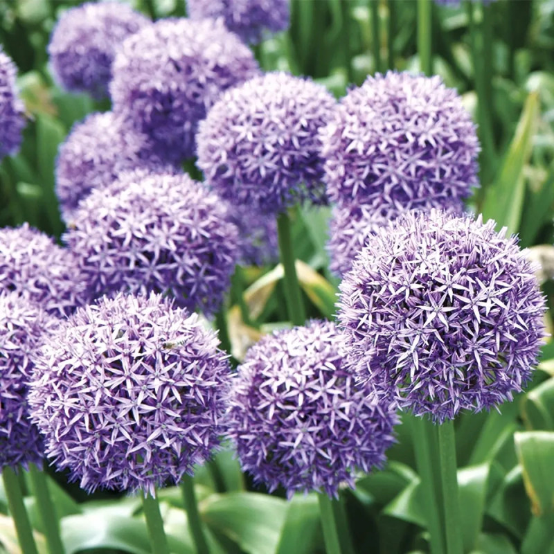 Allium Globemaster - Allium | Achat direct au producteur
