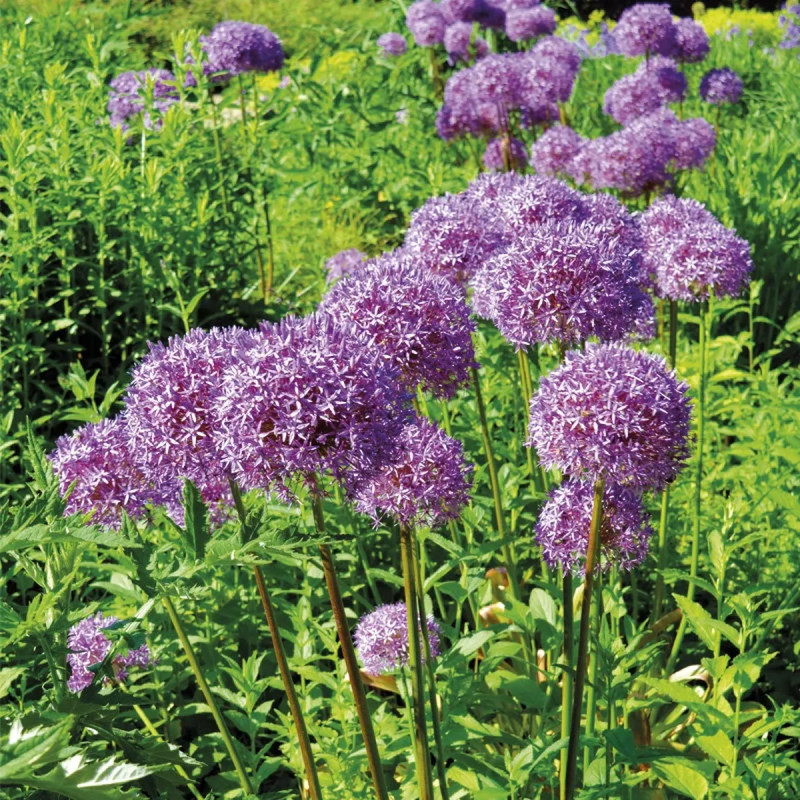 Allium Globemaster - Allium | Achat direct au producteur