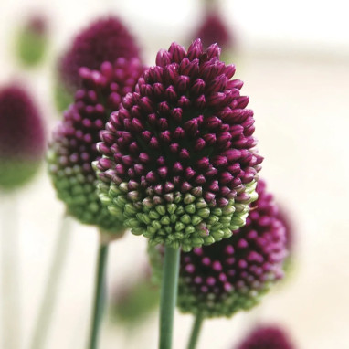 Allium sphaerocephalum - Allium | Achat direct au producteur