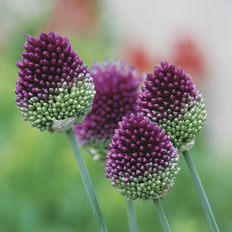 Allium sphaerocephalum - Allium | Achat direct au producteur