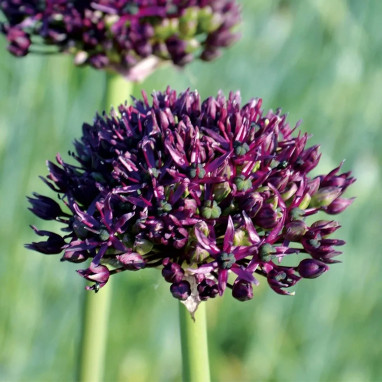Allium atropurpureum - Ail ornemental | Achat direct au producteur