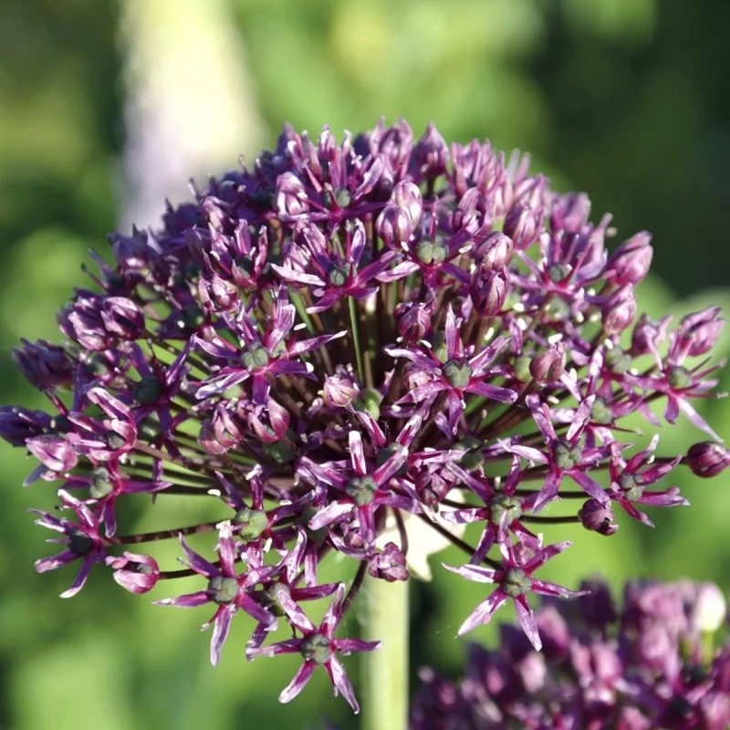 Allium atropurpureum - Ail ornemental | Achat direct au producteur