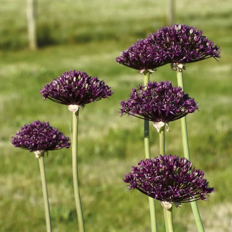 Allium atropurpureum - Ail ornemental | Achat direct au producteur