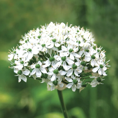 Allium nigrum - Ail ornemental | Achat direct au producteur