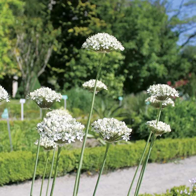 Allium nigrum - Ail ornemental | Achat direct au producteur