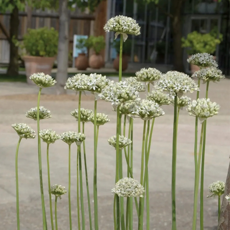 Allium nigrum - Ail ornemental | Achat direct au producteur
