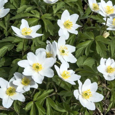 Anémone des bois - Anemone nemorosa | Achat direct au producteur