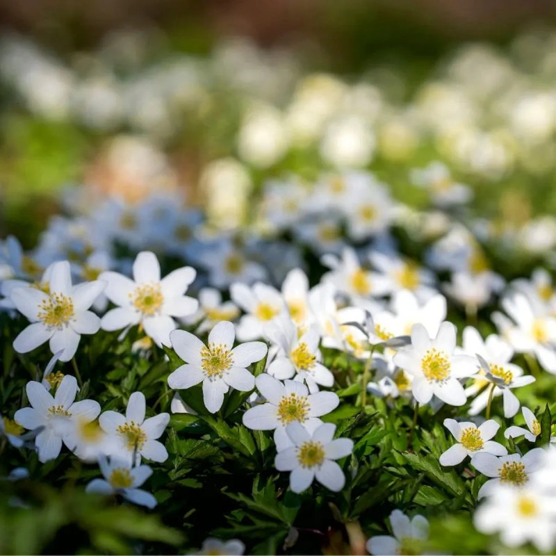 Anémone des bois - Anemone nemorosa | Achat direct au producteur