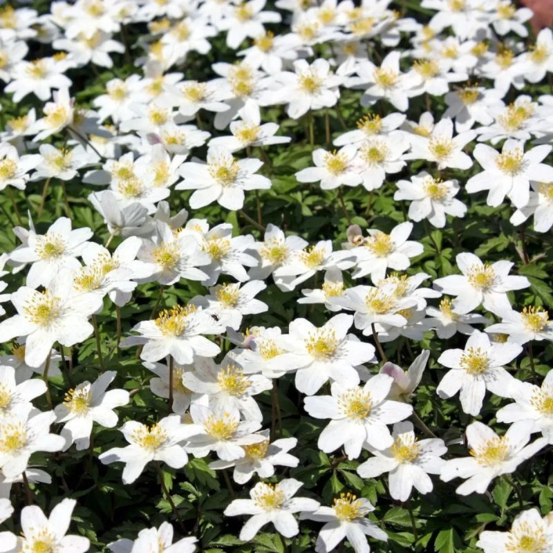 Anémone des bois - Anemone nemorosa | Achat direct au producteur