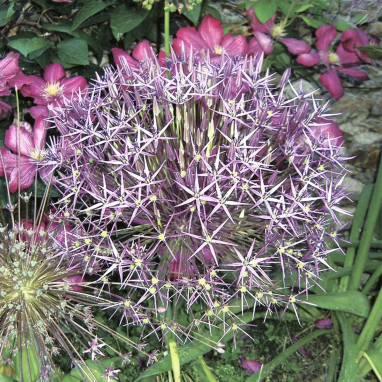 Allium Christophii - Allium | Achat direct au producteur