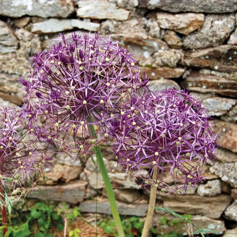 Allium Christophii - Allium | Achat direct au producteur