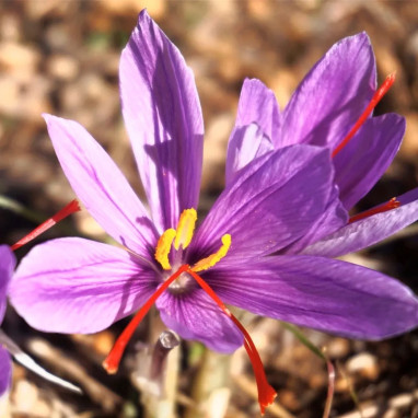 Crocus Sativus - Safran | Achat direct au producteur