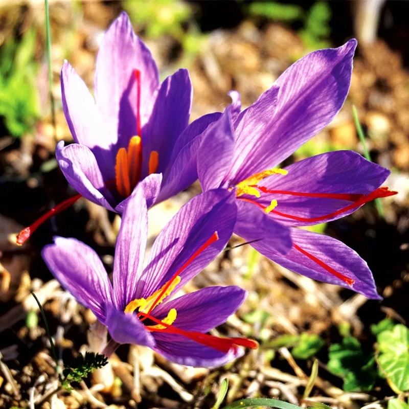 Crocus Sativus - Safran | Achat direct au producteur