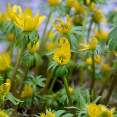 Eranthis Cilicica