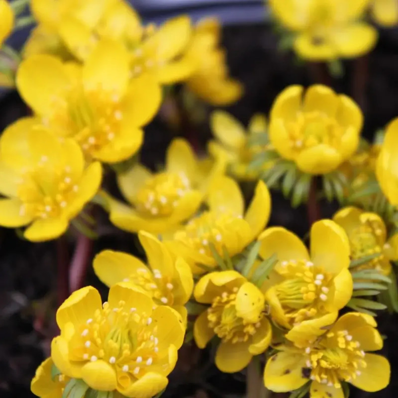 Eranthis cilicica - Éranthe de Cilicie | Achat direct au producteur