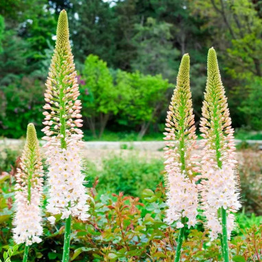 Eremurus robustus - Queue-de-renard | Achat direct au producteur