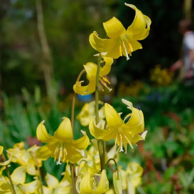 Erythronium 'Pagoda' - Érythrone | Achat direct au producteur