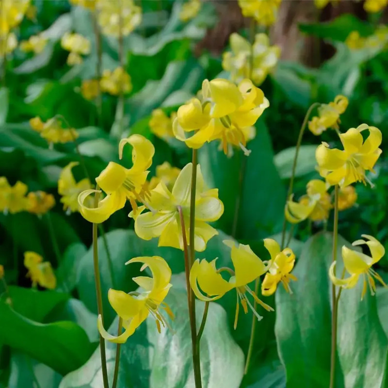 Erythronium 'Pagoda' - Érythrone | Achat direct au producteur