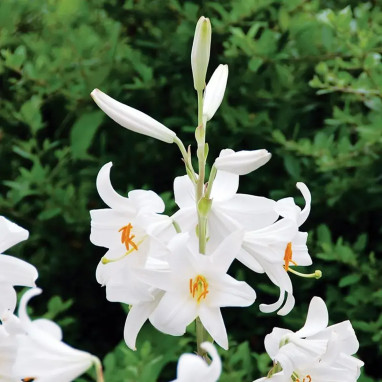 Lis de la Madone 'Candidum' - Lilium | Achat direct au producteur