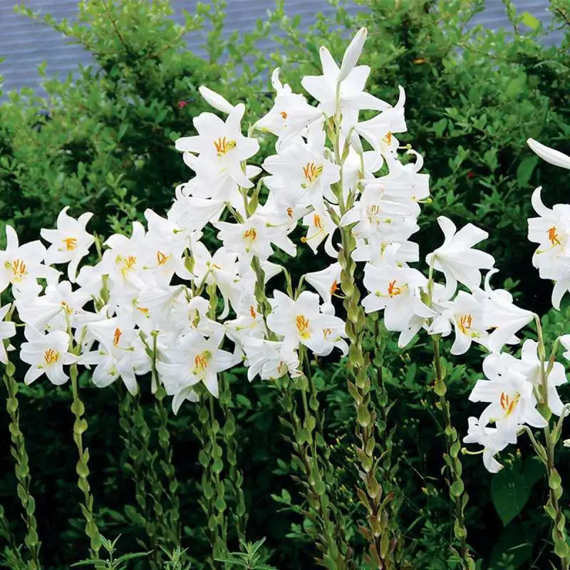 Lis de la Madone 'Candidum' - Lilium | Achat direct au producteur