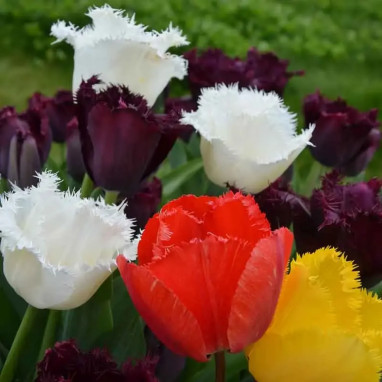 Tulipe Dentelle Mélange - Tulipa | Achat direct au producteur