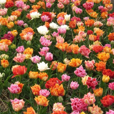 Tulipe Double Mélange - Tulipa | Achat direct au producteur