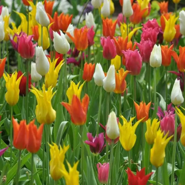 Tulipe Fleur de Lis Mélange - Tulipa | Achat direct au producteur