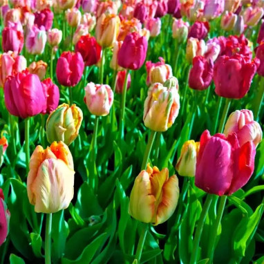 Tulipe Perroquet Mélange - Tulipa | Achat direct au producteur