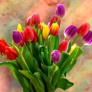 Tulipe Simple Hâtive Mélange - Tulipa | Achat direct au producteur
